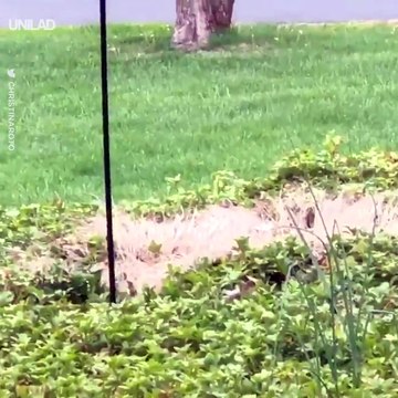 My Mum put oil on her bird feeder to stop squirrels from stealing the food and...