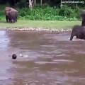 Nehirdeki insanın boğulduğunu düşünen bir fil, yardıma koşuyor. Cidden, bu hayvanları hak edecek ne yaptık?