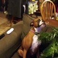 funny animal compilations| regretting pets
