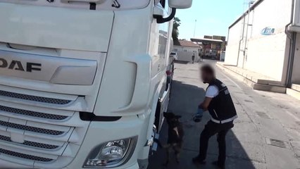 Tıra Saklanan Uyuşturucuyu Detektör Köpek Buldu