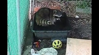 A Caged And Emaciated Raccoon Rescued And Now Lives His Life To Its Fullest