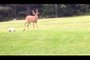 A Deer Walked Into Their Yard. The Footage They Captured Stunned The World
