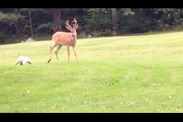 A Deer Walked Into Their Yard. The Footage They Captured Stunned The World