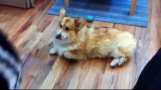 A Corgi Uses His Cuteness As A Defense Strategy Against Going Outside