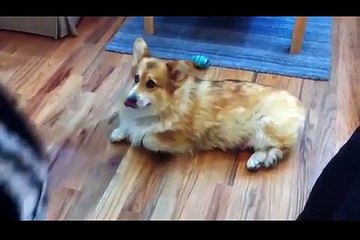 A Corgi Uses His Cuteness As A Defense Strategy Against Going Outside