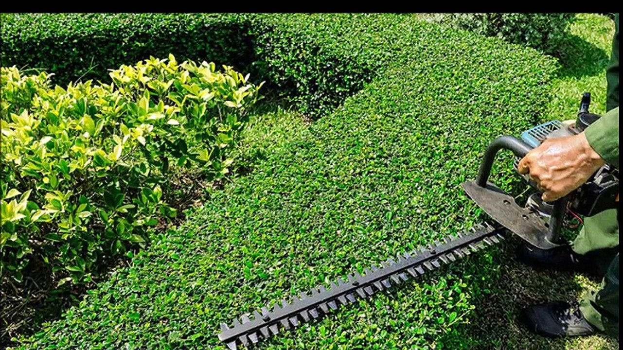 Tree Mulching Services