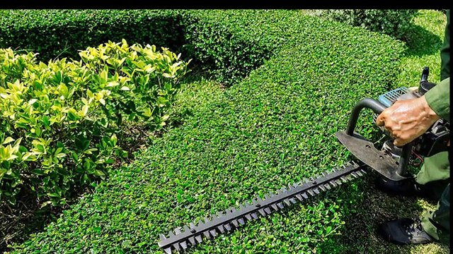 Tree Mulching Services