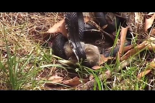 A Snake Tries To Eat Baby Bunnies. What The Momma Rabbit Does UNBELIEVABLE!