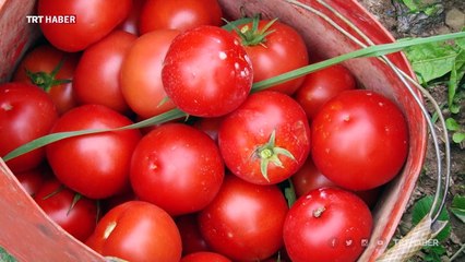 Osmaneli Salçası Katar'a gönderiliyor