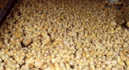 Erkek Civcivler İşe Yaramadığı İçin Çöpe Atılıyor