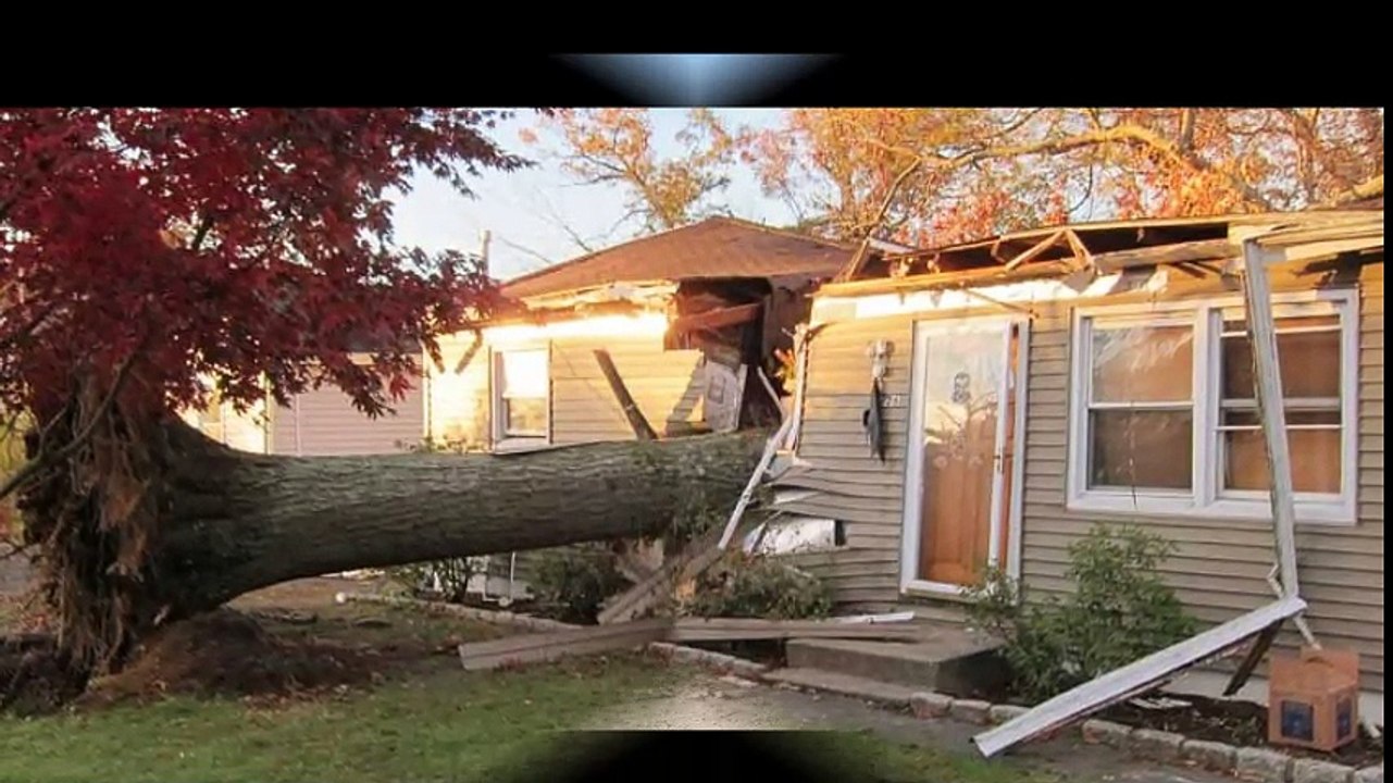 Best & Less Tree Service
