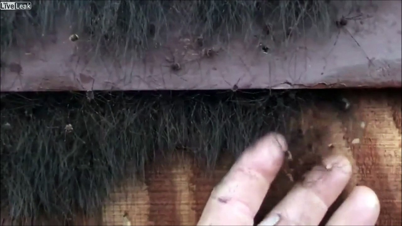 Vous n'avez jamais vu autant d'araignées dans une seule vidéo