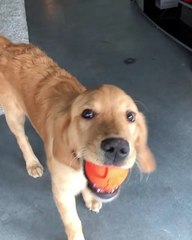 can dogs play baseball really good