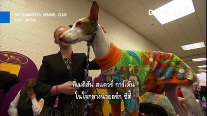 ตัวอย่างรายการคนรักสุนัข WESTMINSTER KENNEL CLUB DOG SHOW S.1