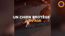 Un chien protège son ami d'un chat aux mauvaises intentions !