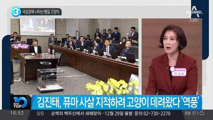 국감장에 나타난 벵갈 고양이