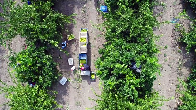 Narenciye kenti Adana’da portakal hasadı başladı... Hasat yapılan tarlalar havadan görüntülendi