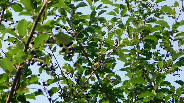 Black Berries - Andrew Frank