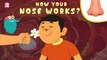 How Your Nose Works? - The Dr. Binocs Show | Best Learning Videos For Kids | Peekaboo Kidz