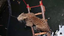 Un jaguar se retrouve coincé dans un puits... Joli sauvetage