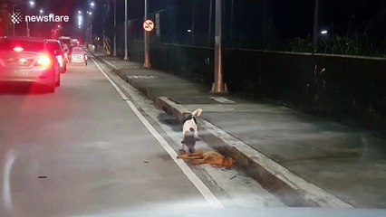 Dog desperately tries to revive friend killed on the roadside