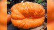 Man Grows 979-Pound Prize-Winning Pumpkin After His Mom Called His 165-Pound Pumpkin 'Pathetic'