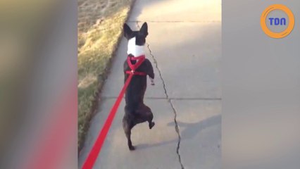Elle filme son chien en train de marcher... sur deux pattes !