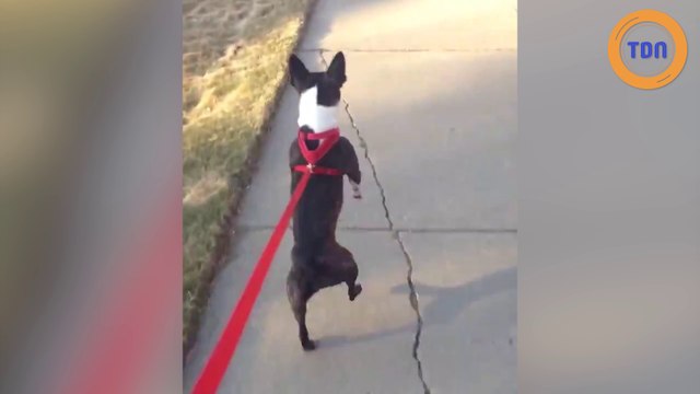 Elle filme son chien en train de marcher... sur deux pattes !