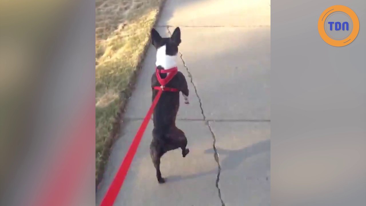 Elle filme son chien en train de marcher... sur deux pattes !