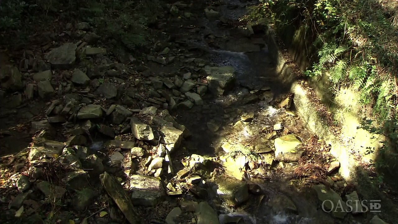 NHK Wildlife 2011 Elusive Feline Tsushima Leopard Cat