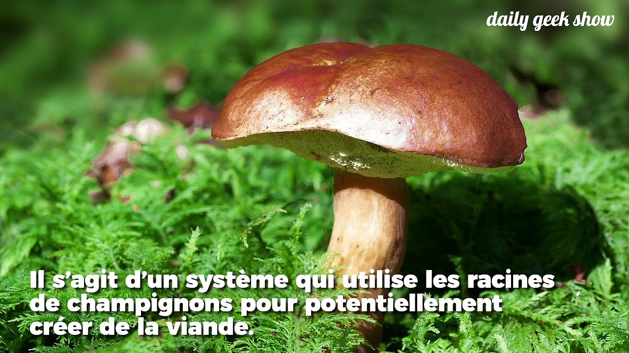 Cette entreprise veut créer de la viande à partir de champignon