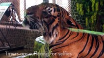 It’s #InternationalTigerDay today and I'd like to say something chirpy and cheerful like 'Happy International Tiger Day!' but then I see a video like this and I