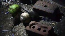 Hungry rats locked in combat over discarded coconut shell