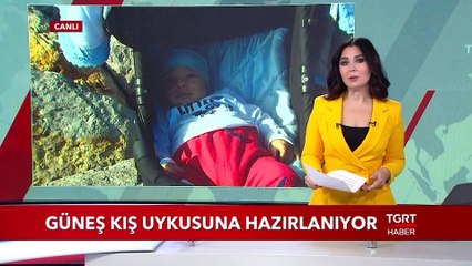 Güneş Kış Uykusuna Hazırlanıyor