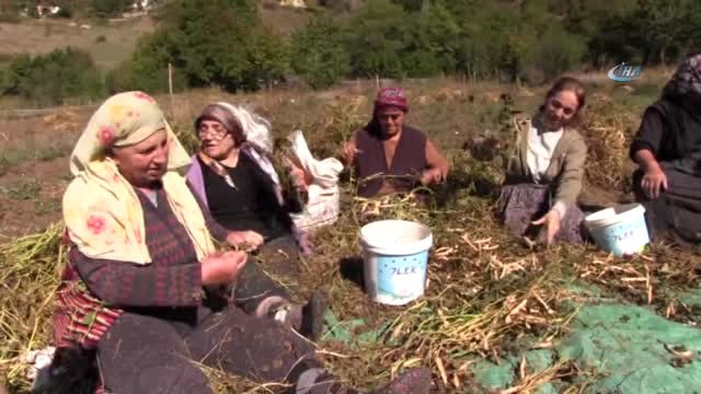 Artvin'de İmece Usulüyle Türküler Eşliğinde Kuru Fasulye Hasadı Gerçekleştirildi