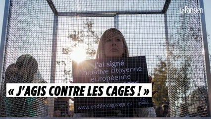 Contre l’élevage des animaux en cage, 130 ONG passent à l’offensive