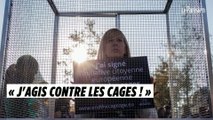 Contre l’élevage des animaux en cage, 130 ONG passent à l’offensive