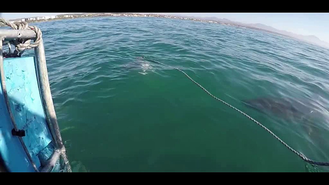 A dramatic great white attack on a smaller shark is caught on camera