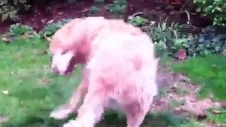 Last Funny Dogs Video Compilation!