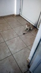 Kedinin fare ile oyunu ve aci son