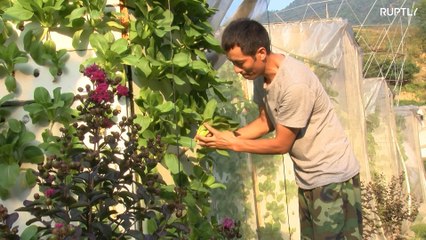 Vertical farms in China provide food for 36,000 DAILY