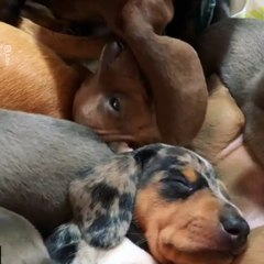 Naptime for these sausage dog pups