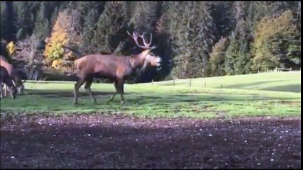 Le brame du cerf au Parc Polaire