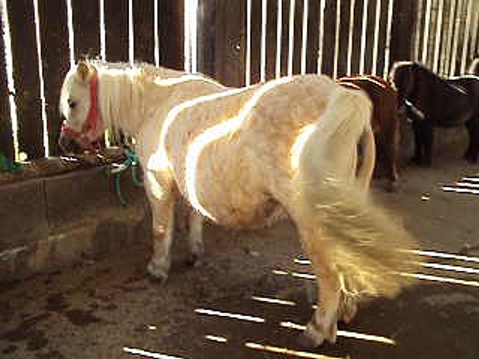 8 shetland La Réunion