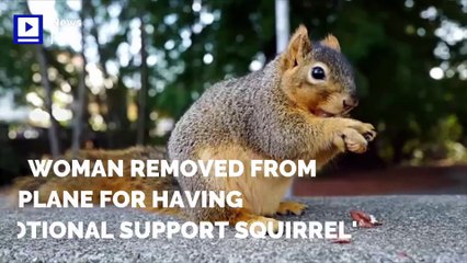 Woman Removed From Plane for Having 'Emotional Support Squirrel'