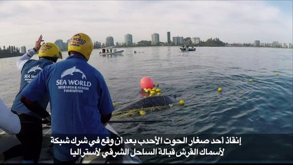 إنقاذ حوت أحدب صغير من شبكة قبالة أستراليا