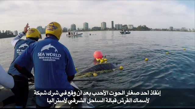إنقاذ حوت أحدب صغير من شبكة قبالة أستراليا