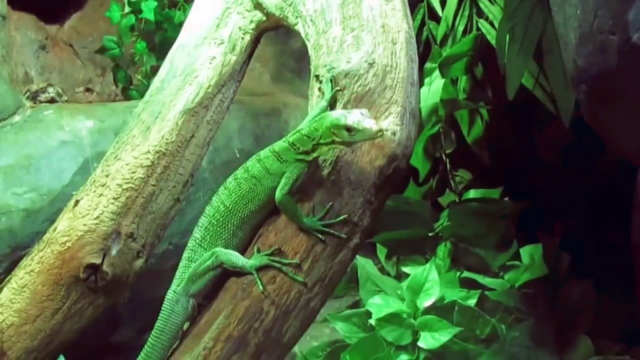 JENIS BIAWAK DI INDONESIA_YANG TERAKHIR HABITATNYA TERANCAM RUSAK! - YouTube (720p)