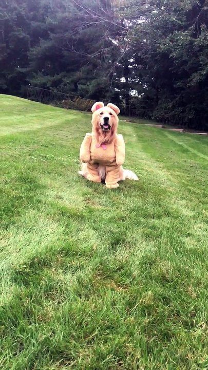 Dog Shows Off Cute Teddy Bear Costume