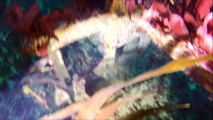 40 years on, Brittany tanker wreck is magnet for divers